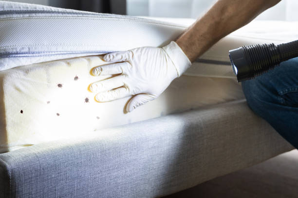 Best Rat Extermination Near Me  in Wesley Chapel, FL