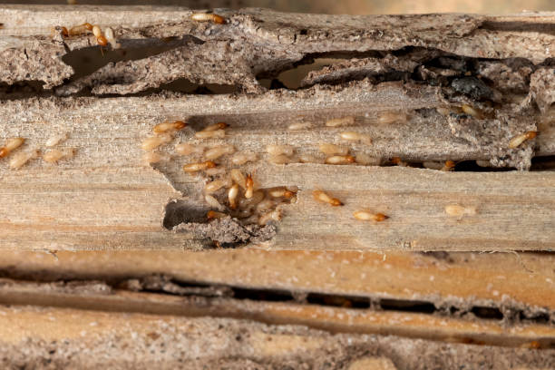 Best Pest Control Near Me  in Wesley Chapel, FL